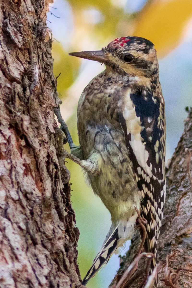 Yellow-bellied Sapsucker - ML496726021