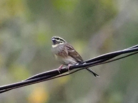 Cirl Bunting - Robert Gowan