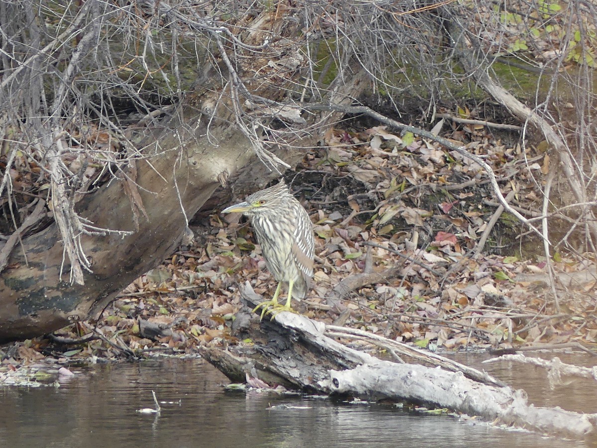 Black-crowned Night Heron - ML496727691