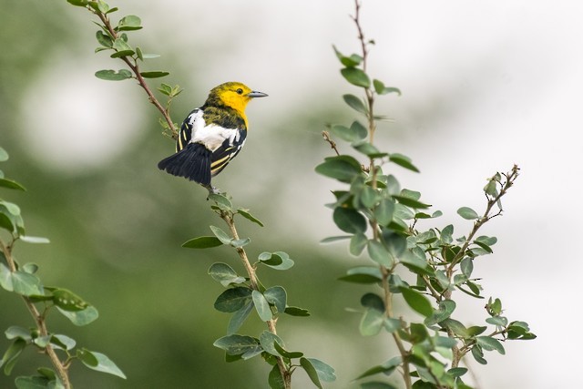 Common Iora - ML49672811