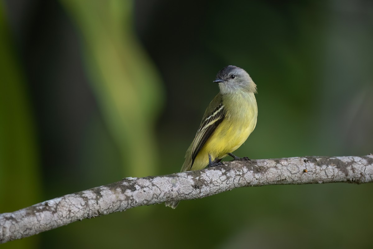 Yellow-crowned Tyrannulet - ML496728851