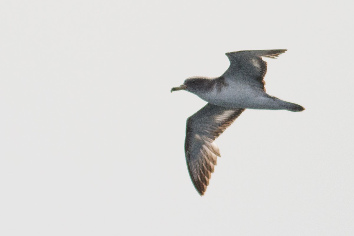 Scopoli's Shearwater - ML496735871