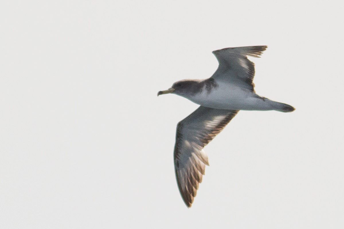 Scopoli's Shearwater - ML496735881
