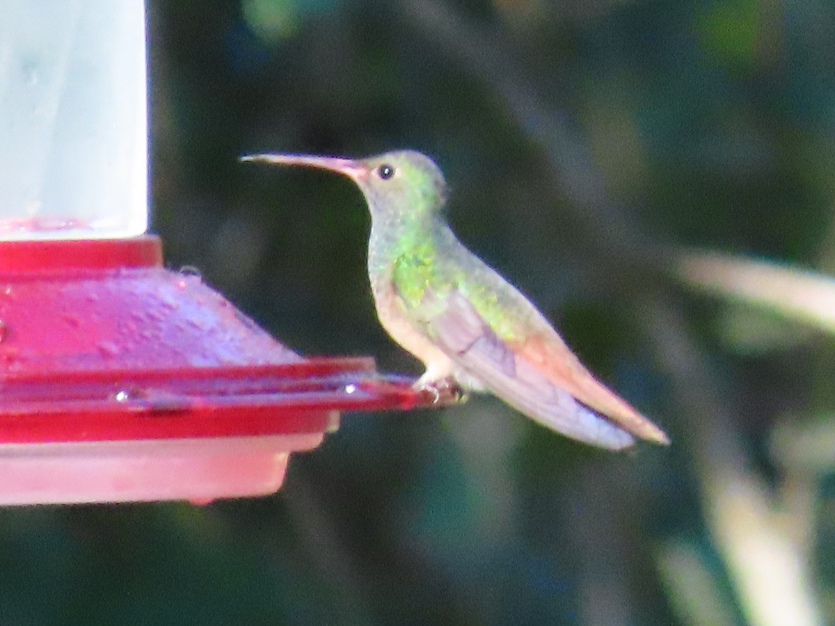 Buff-bellied Hummingbird - ML496736041