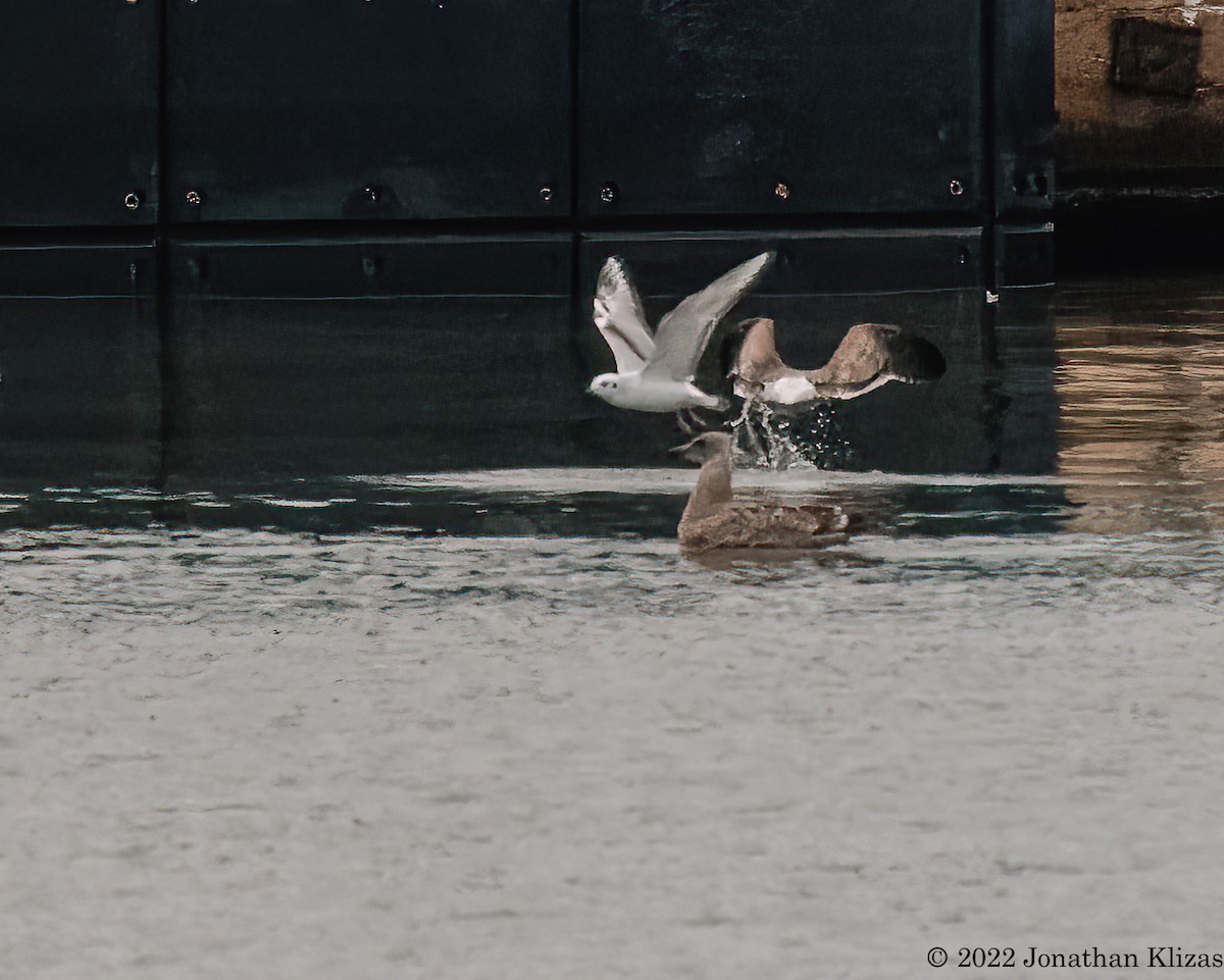 Mouette de Bonaparte - ML496736261