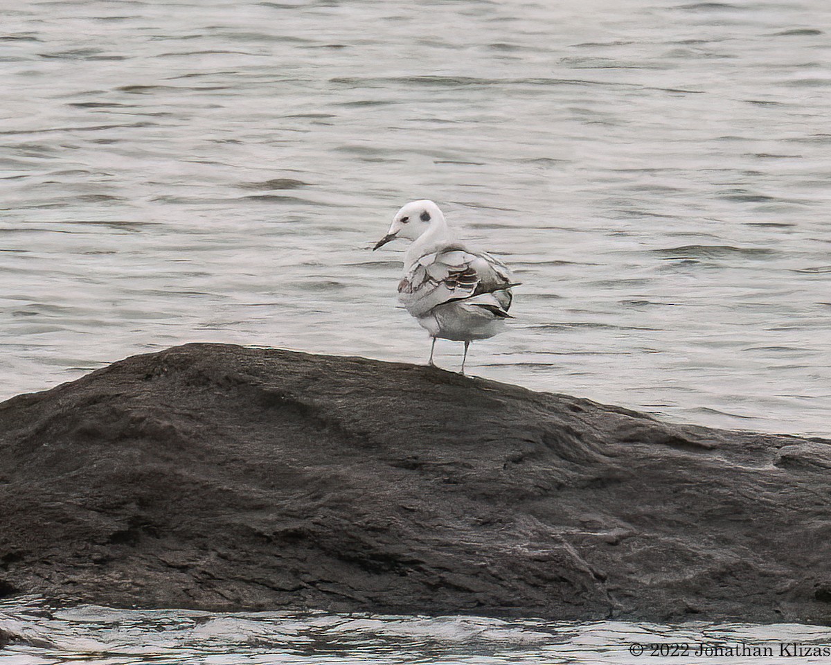 Bonaparte's Gull - Jonathan Klizas