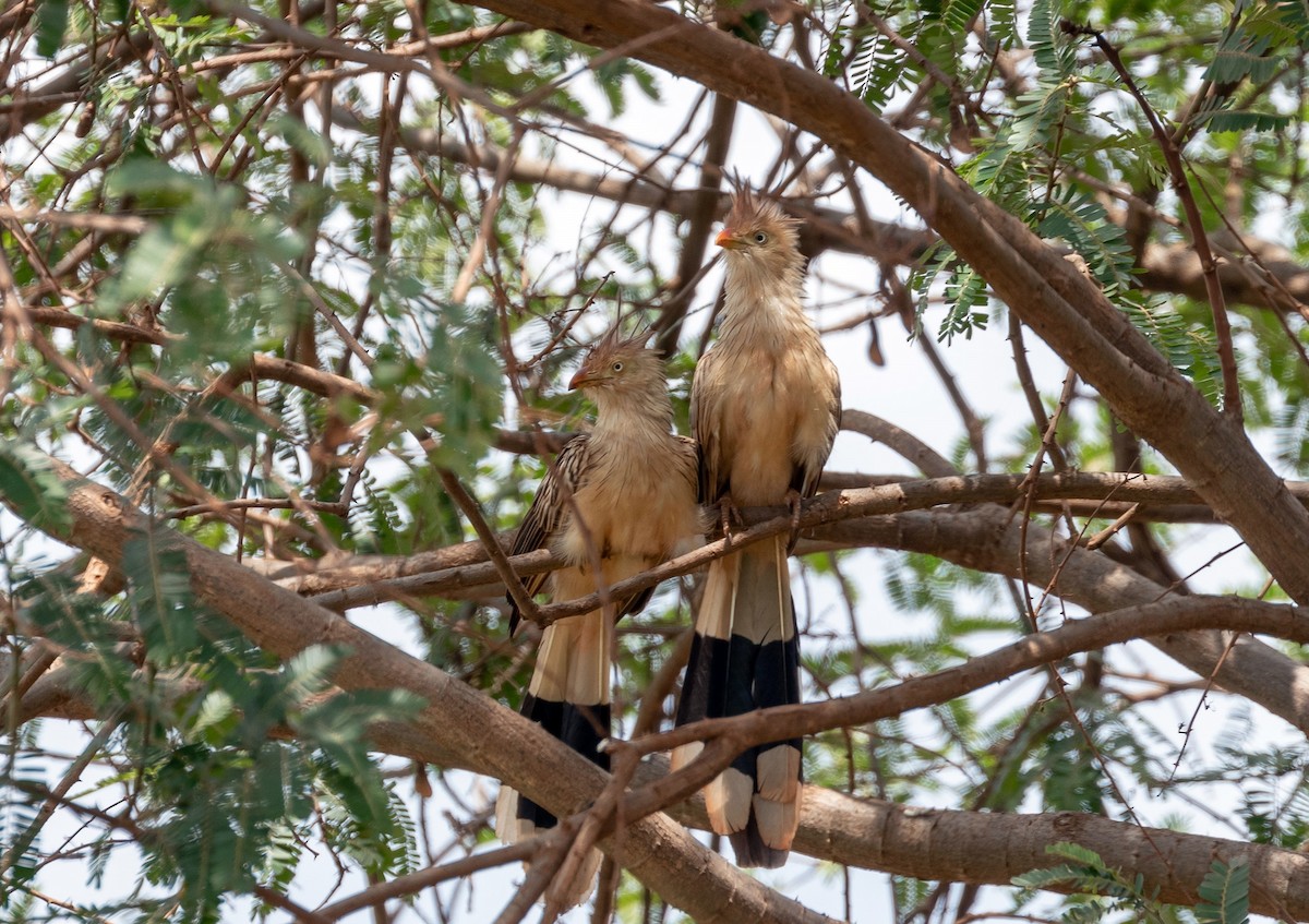 Guira Cuckoo - ML496736411