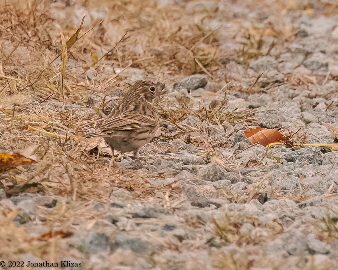 Vesper Sparrow - ML496736561