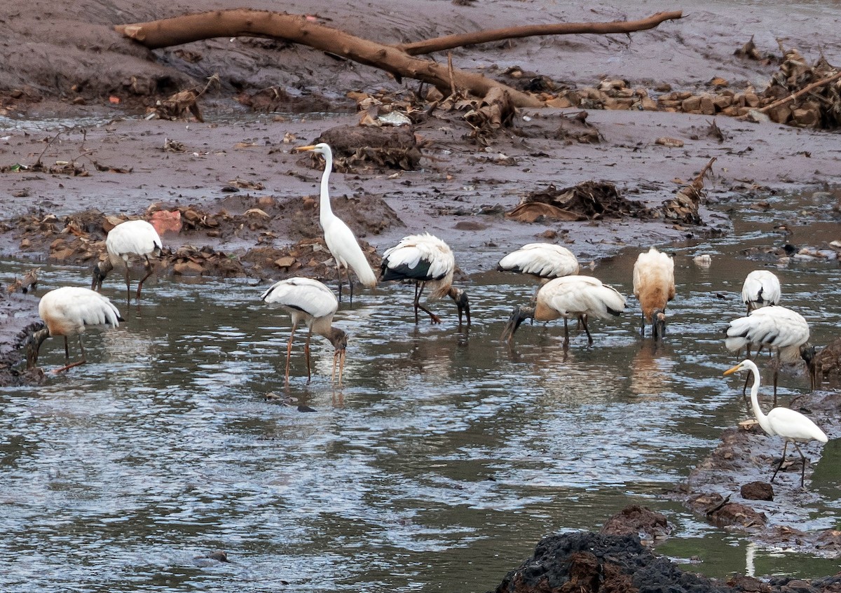 Wood Stork - ML496736571