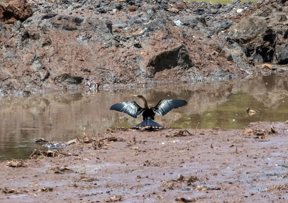 Anhinga Americana - ML496736971