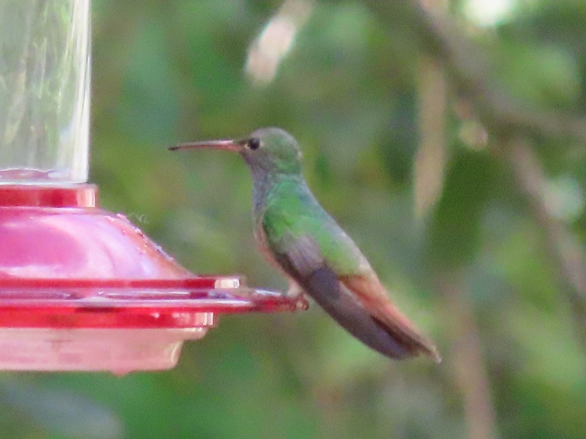 Buff-bellied Hummingbird - ML496737381