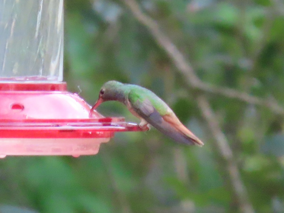 Buff-bellied Hummingbird - ML496737391