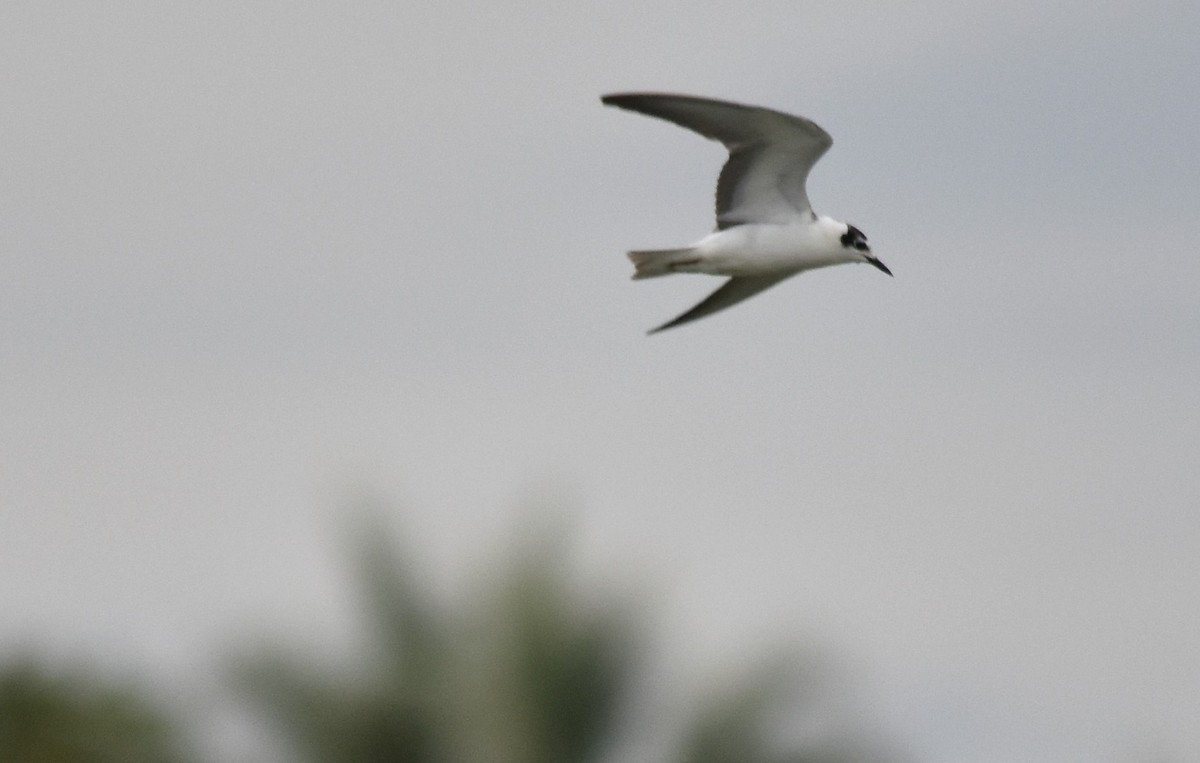 White-winged Tern - Luís Santos