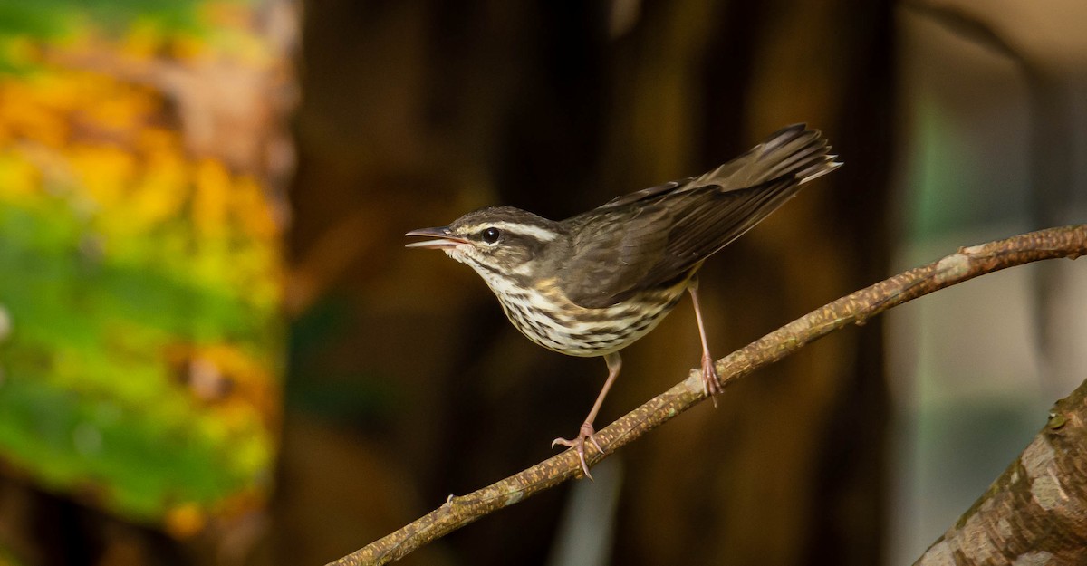 Louisiana Waterthrush - Victor Feliciano