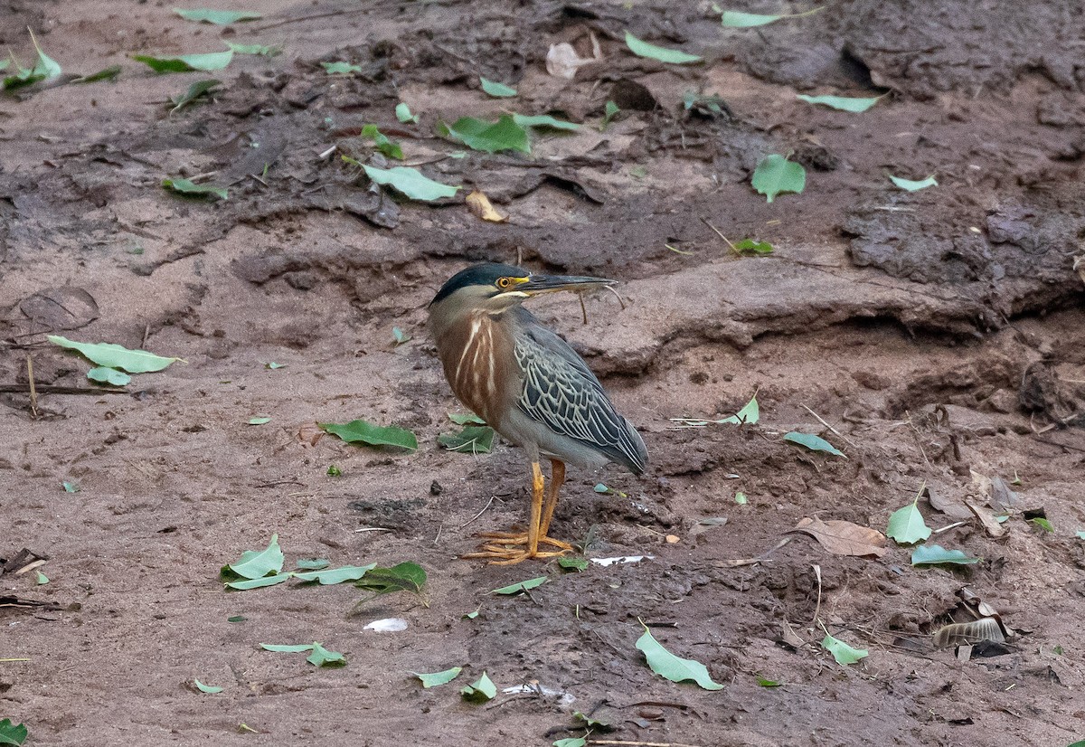 Striated Heron - ML496737941