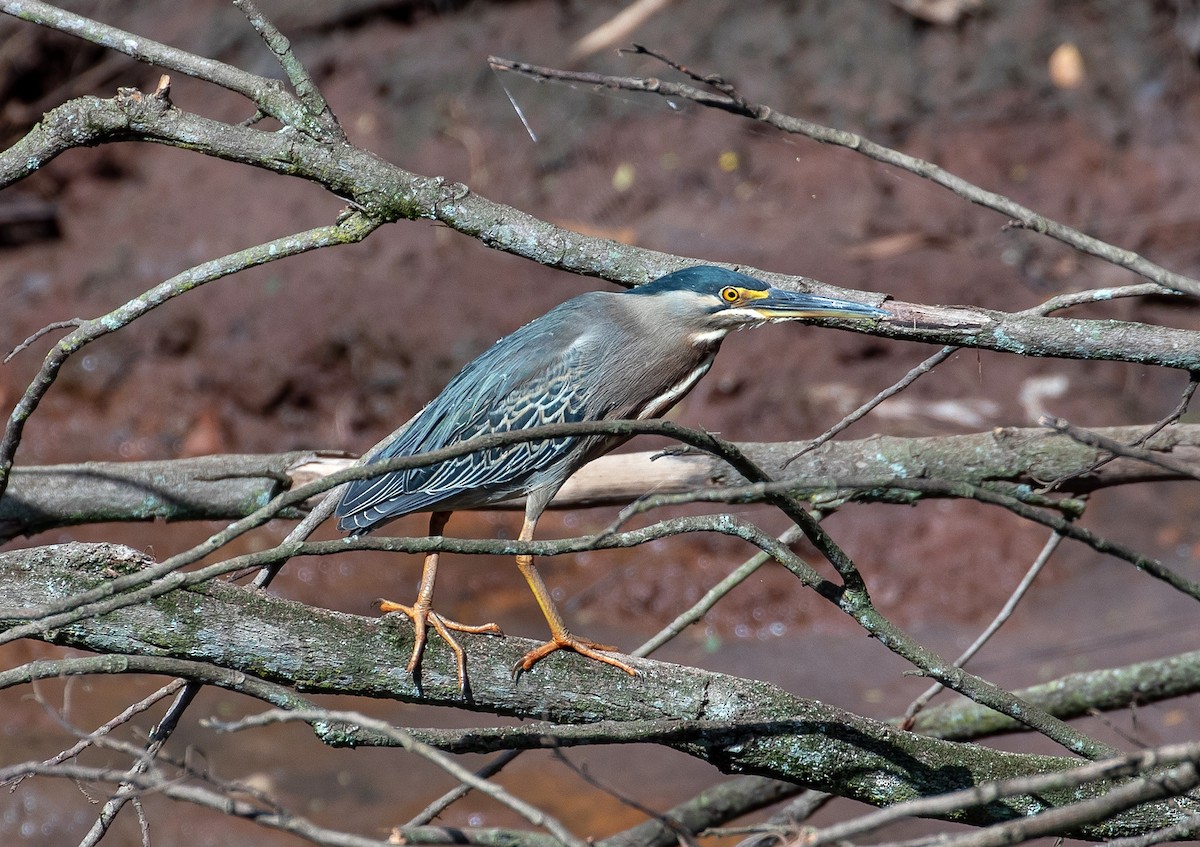 Striated Heron - Eduardo Bergo