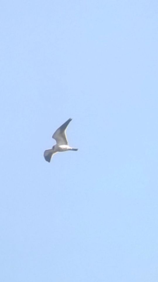 Black-winged Kite - ML49673831