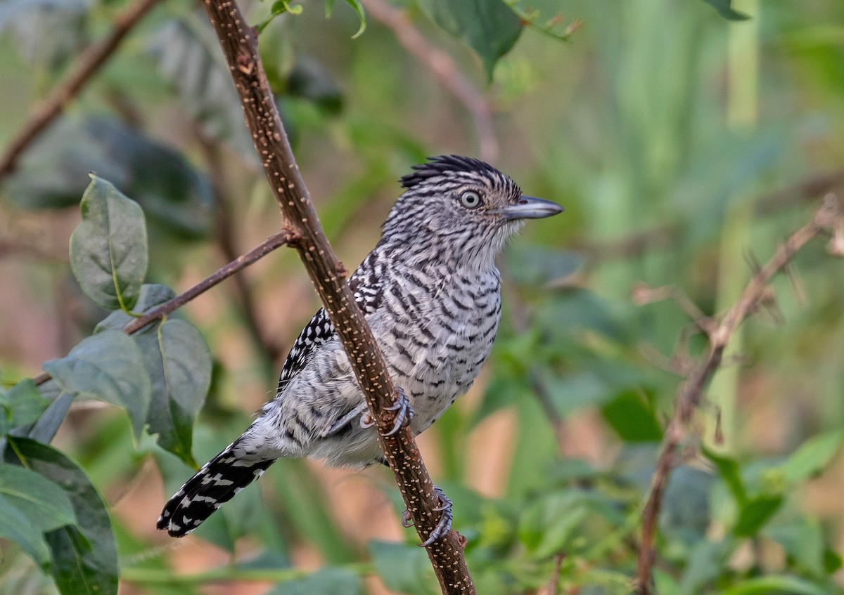 Barred Antshrike (Barred) - ML496738481