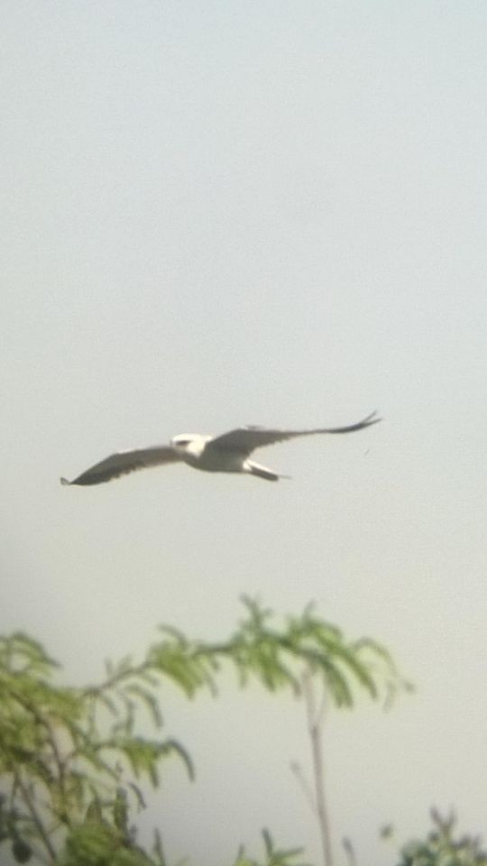 Black-winged Kite - ML49673861