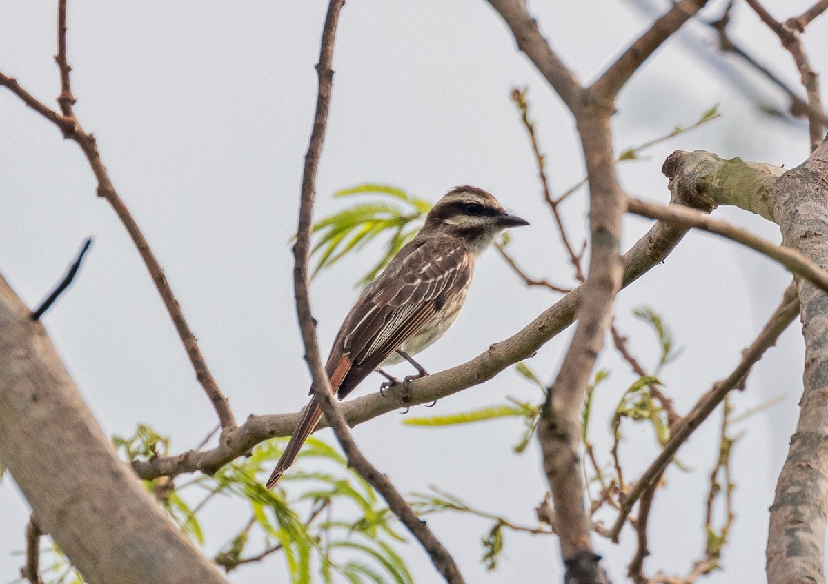 Variegated Flycatcher - ML496739651