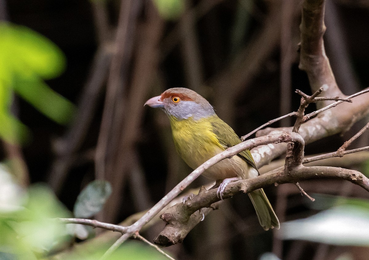 Rufous-browed Peppershrike - ML496739931