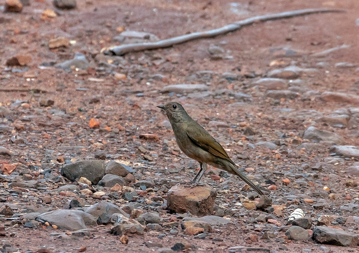 Pale-breasted Thrush - ML496740181