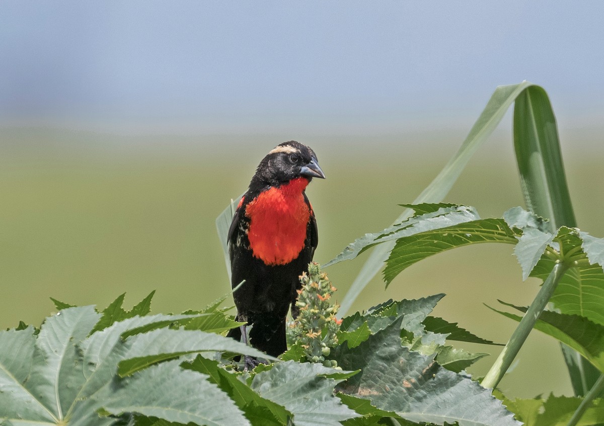 White-browed Meadowlark - ML496740391