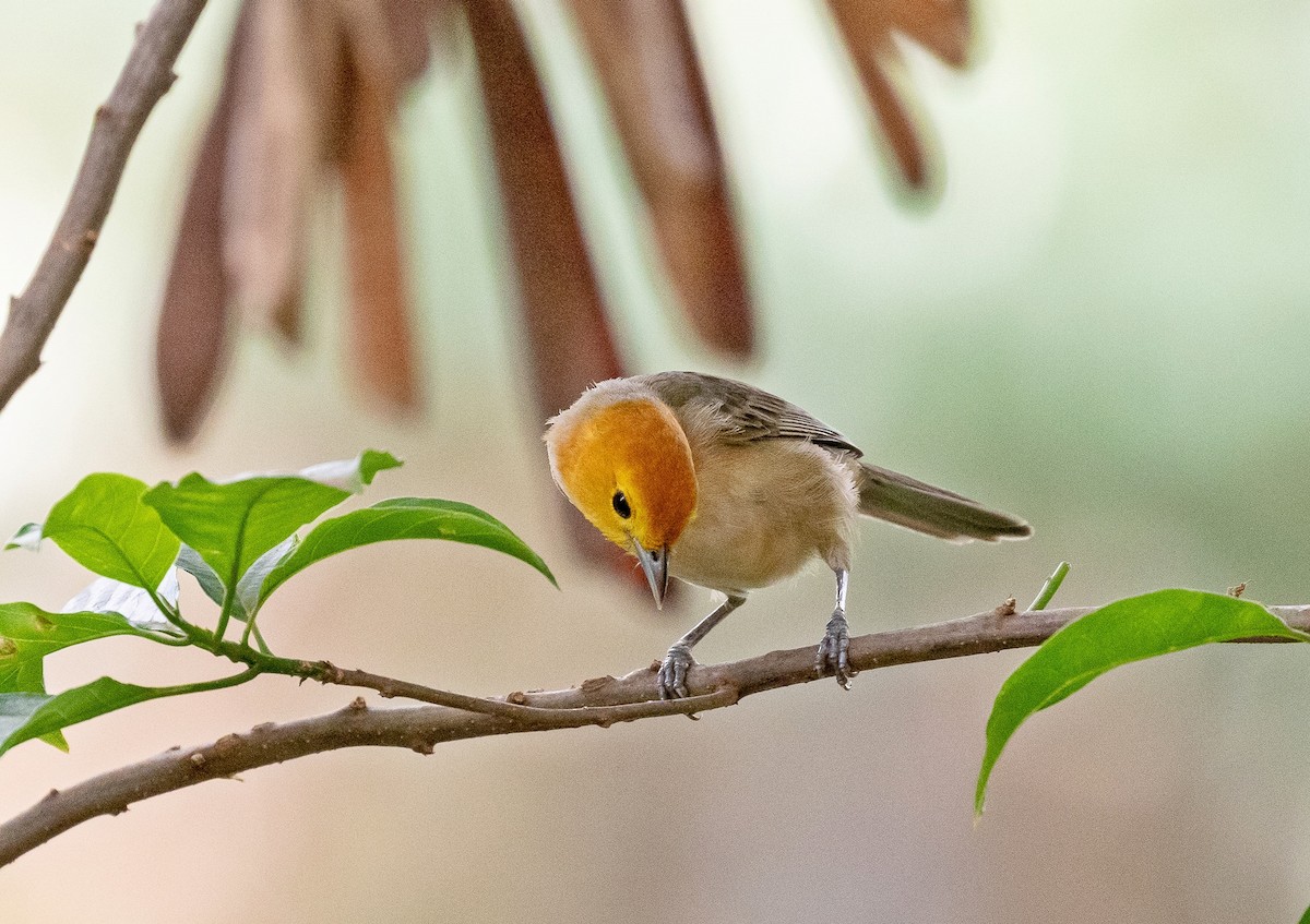 Orange-headed Tanager - Eduardo Bergo