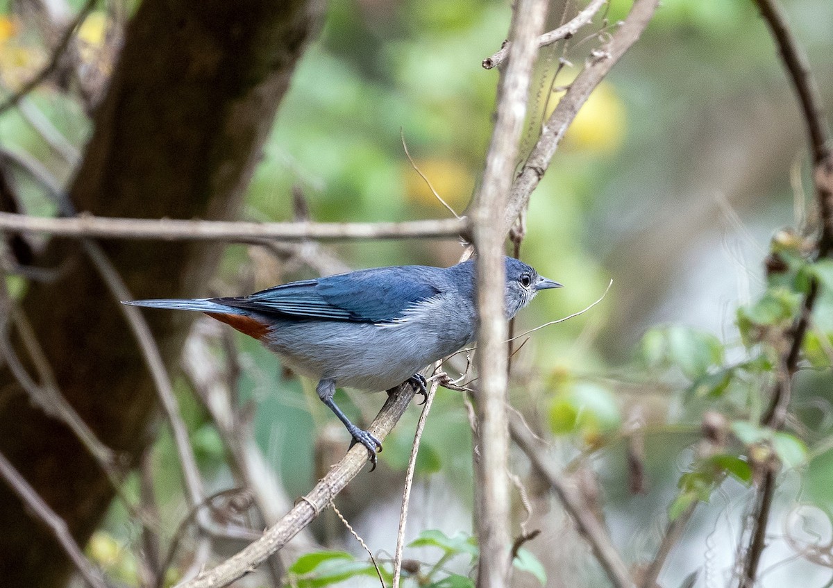 Chestnut-vented Conebill - Eduardo Bergo