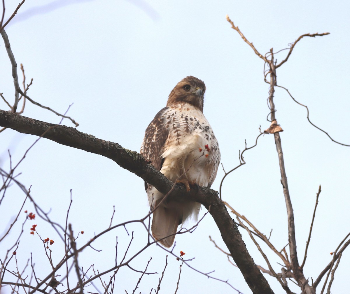 Red-tailed Hawk - John Morrill