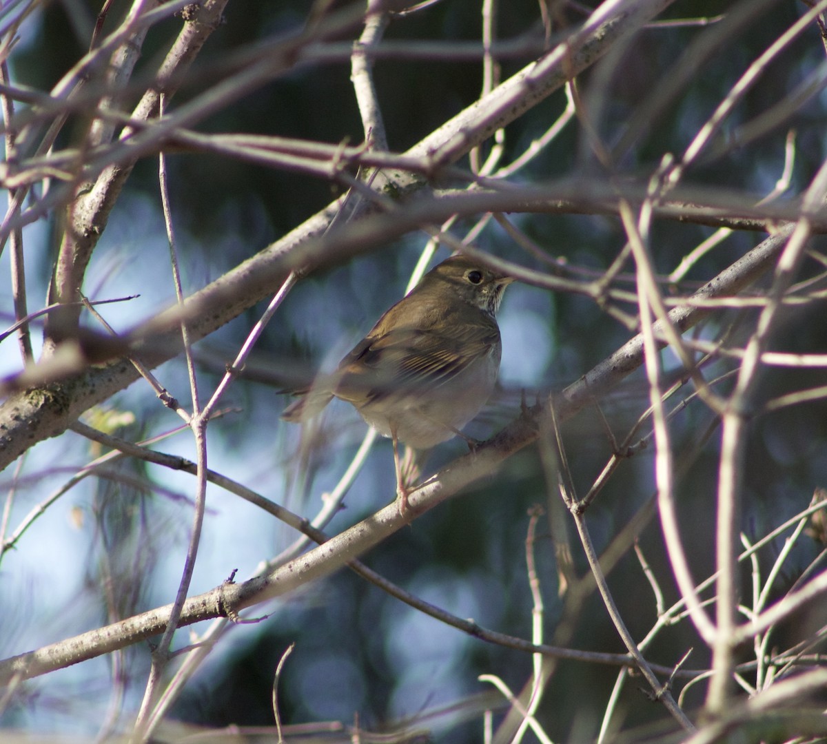 Hermit Thrush - ML496741811