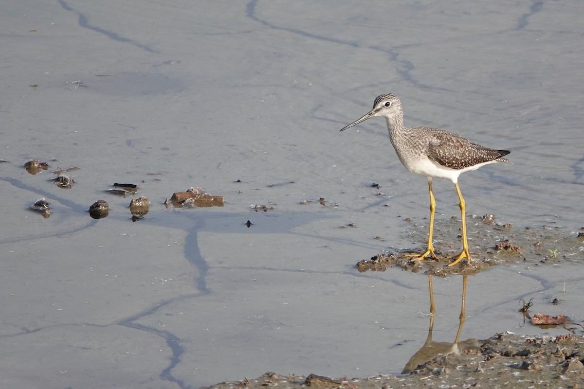 Greater Yellowlegs - ML496742371