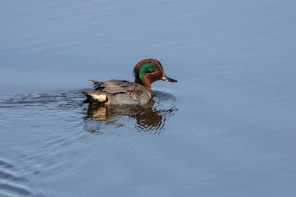 Green-winged Teal - Ashlee Duff