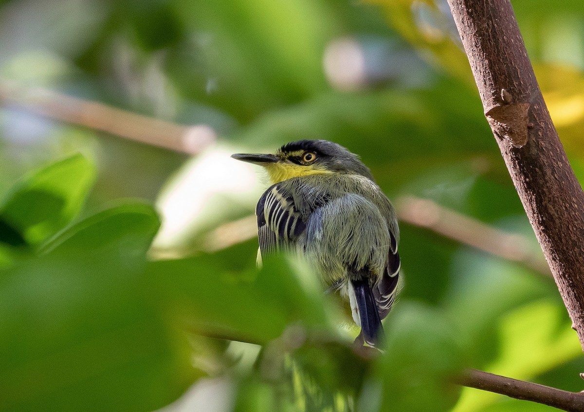 Common Tody-Flycatcher - ML496744501