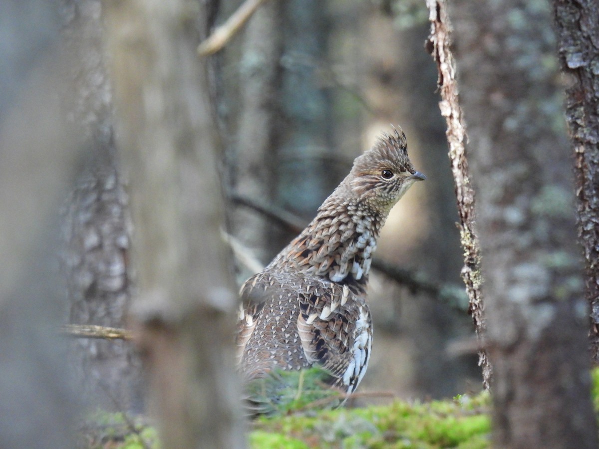 Ruffed Grouse - ML496744641