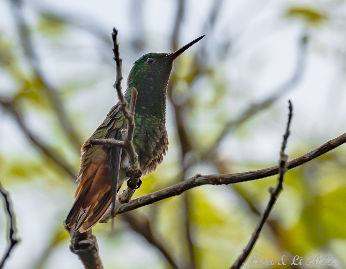 Bakır Kuyruklu Kolibri - ML496744961