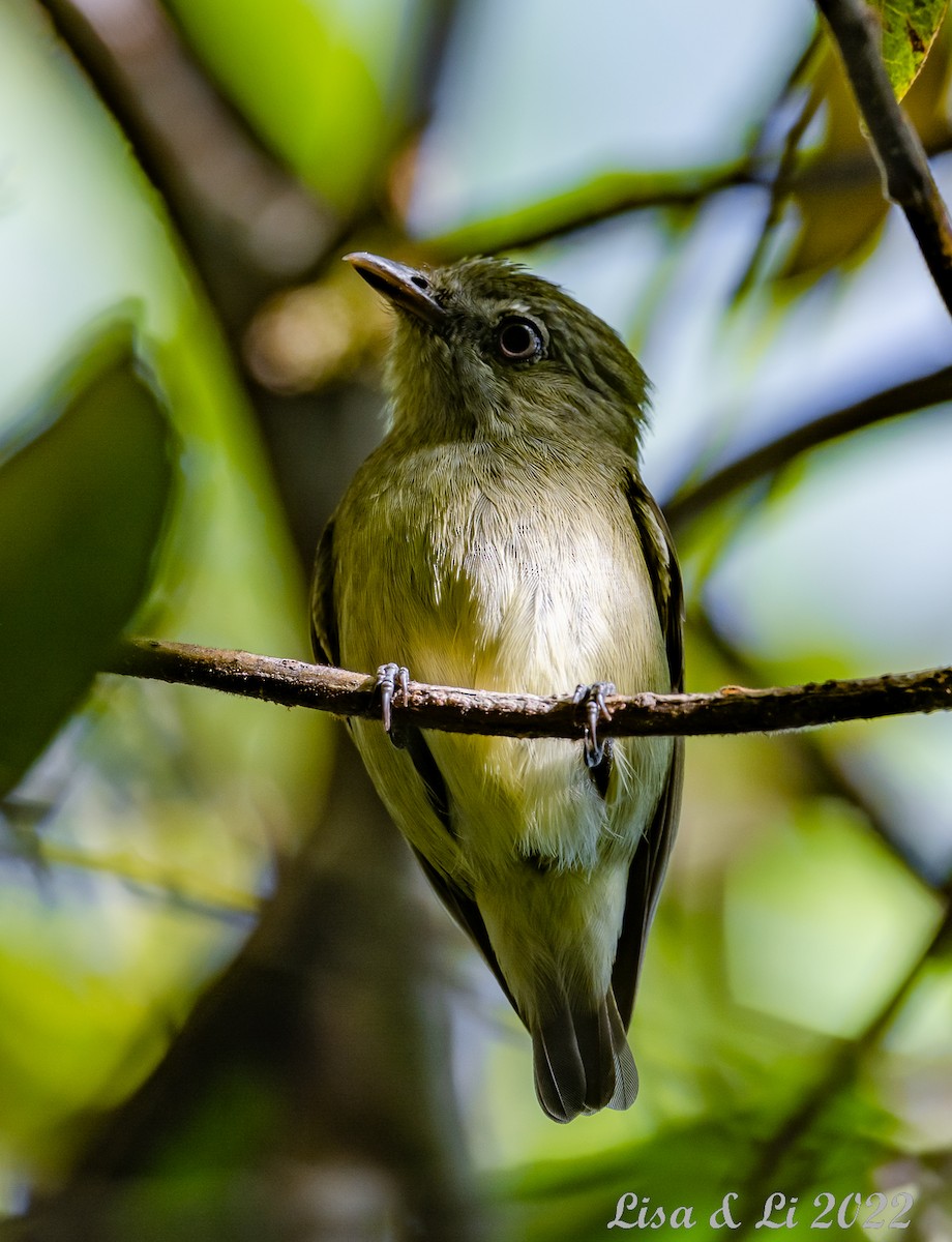 Manakin minuscule - ML496745081