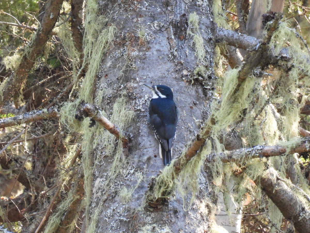 Black-backed Woodpecker - ML496745221