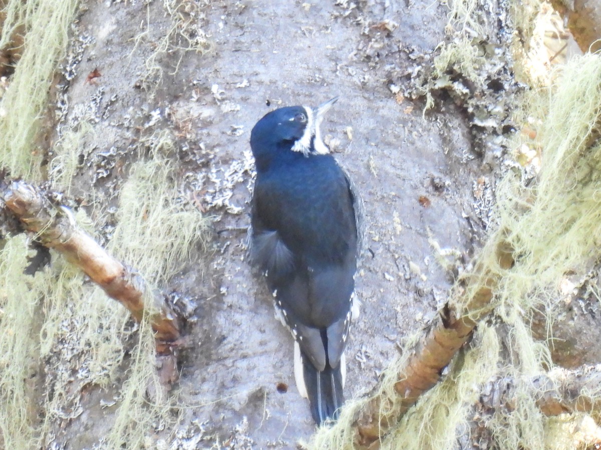 Black-backed Woodpecker - Tim Flight