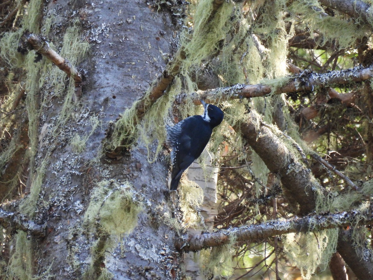 Black-backed Woodpecker - ML496745261