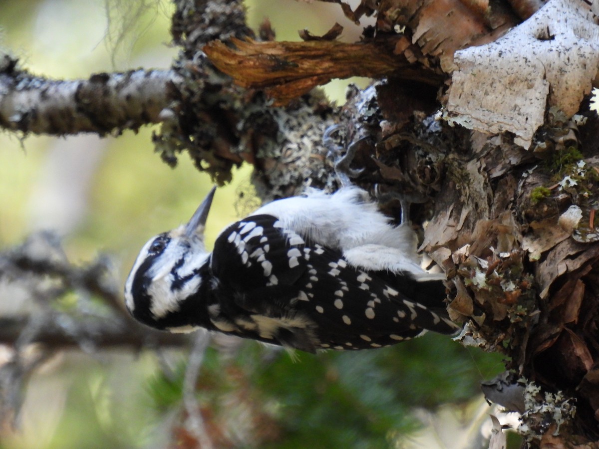 Hairy Woodpecker - ML496745441