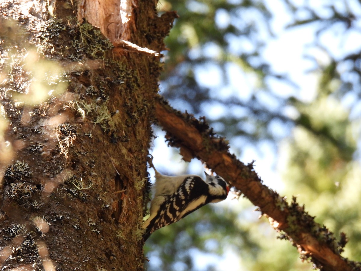 Downy Woodpecker - ML496745511