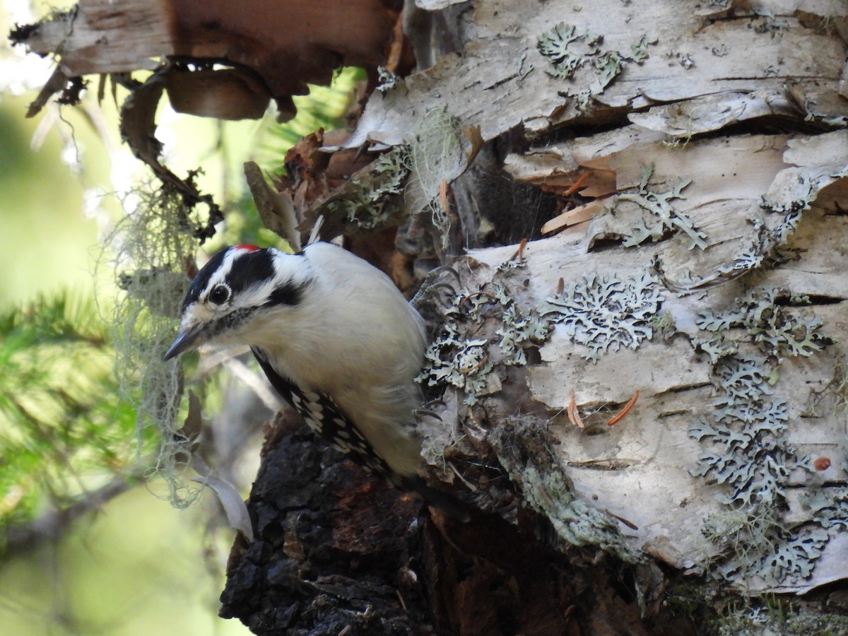 Downy Woodpecker - ML496745521