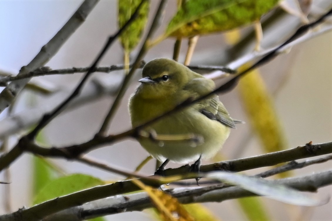 Tennessee Warbler - Gil Aburto-Avila