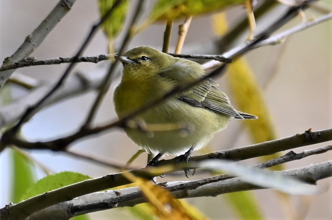 Tennessee Warbler - ML496747761