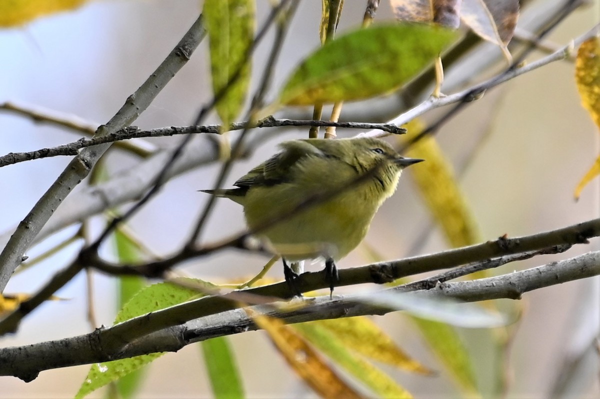 Tennessee Warbler - ML496747771