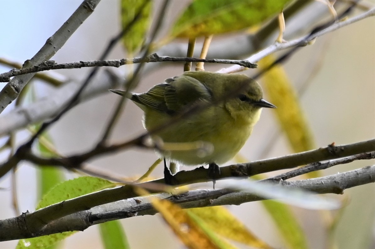 Tennessee Warbler - Gil Aburto-Avila