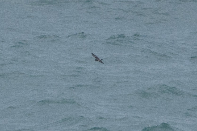 Leach's Storm-Petrel - Alexandre Guerreiro