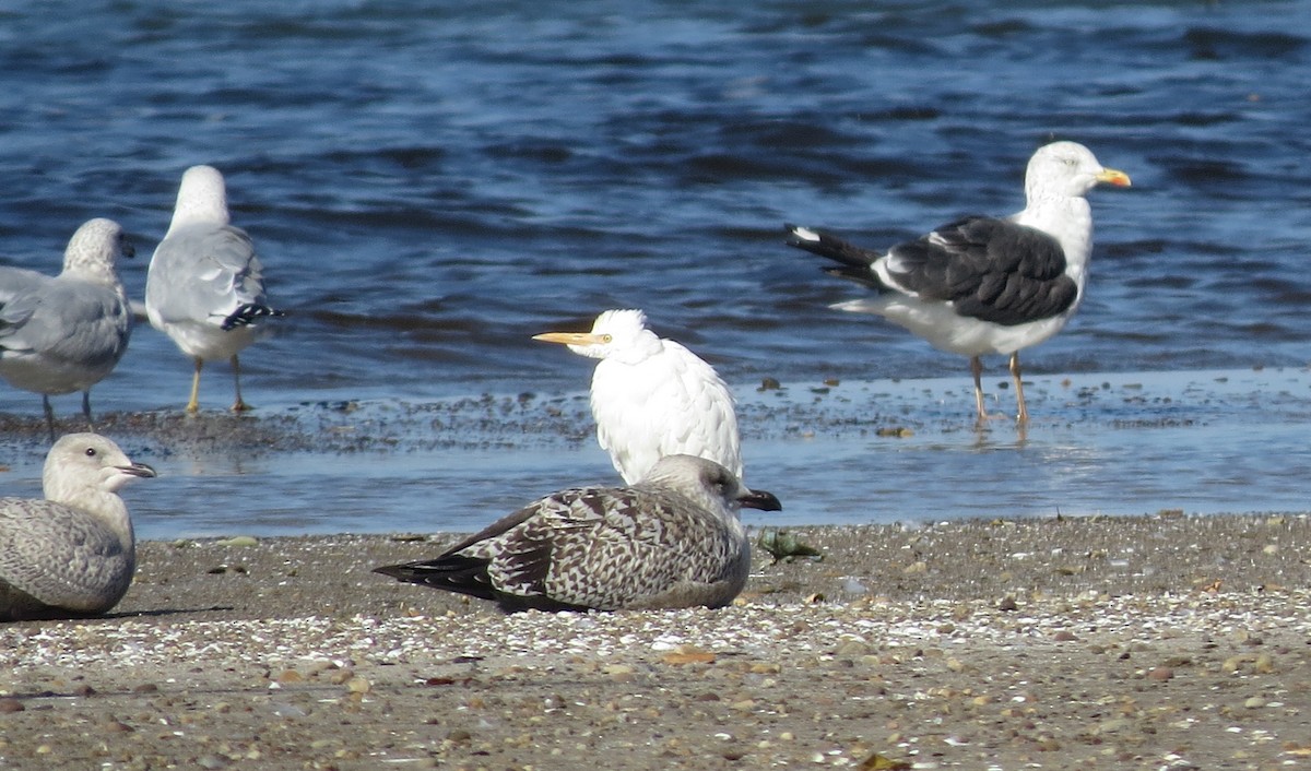 Western Cattle-Egret - shelley seidman