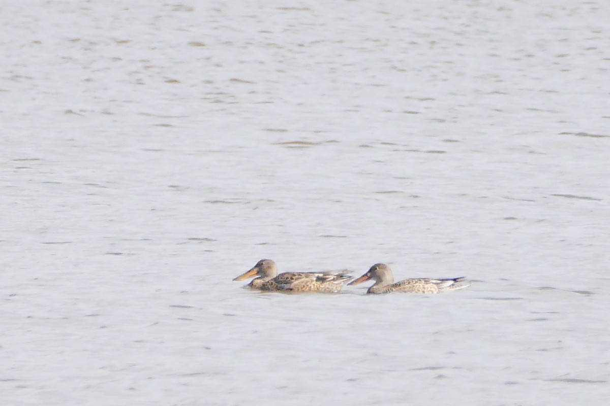 Northern Shoveler - ML496751611